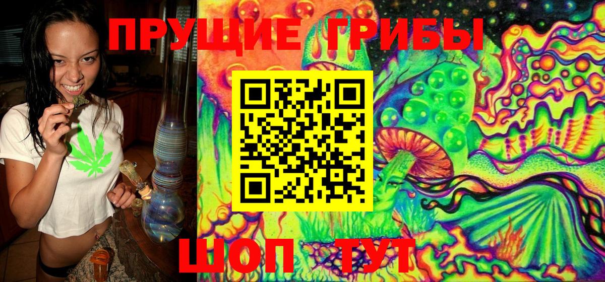 Галлюциногенные грибы Psilocybe  Королёв  Псилоцибиновые грибы GOLDEN TEACHER 